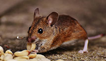 24 Hour & Emergency Exterminators in Pueblo Pintado, NM
